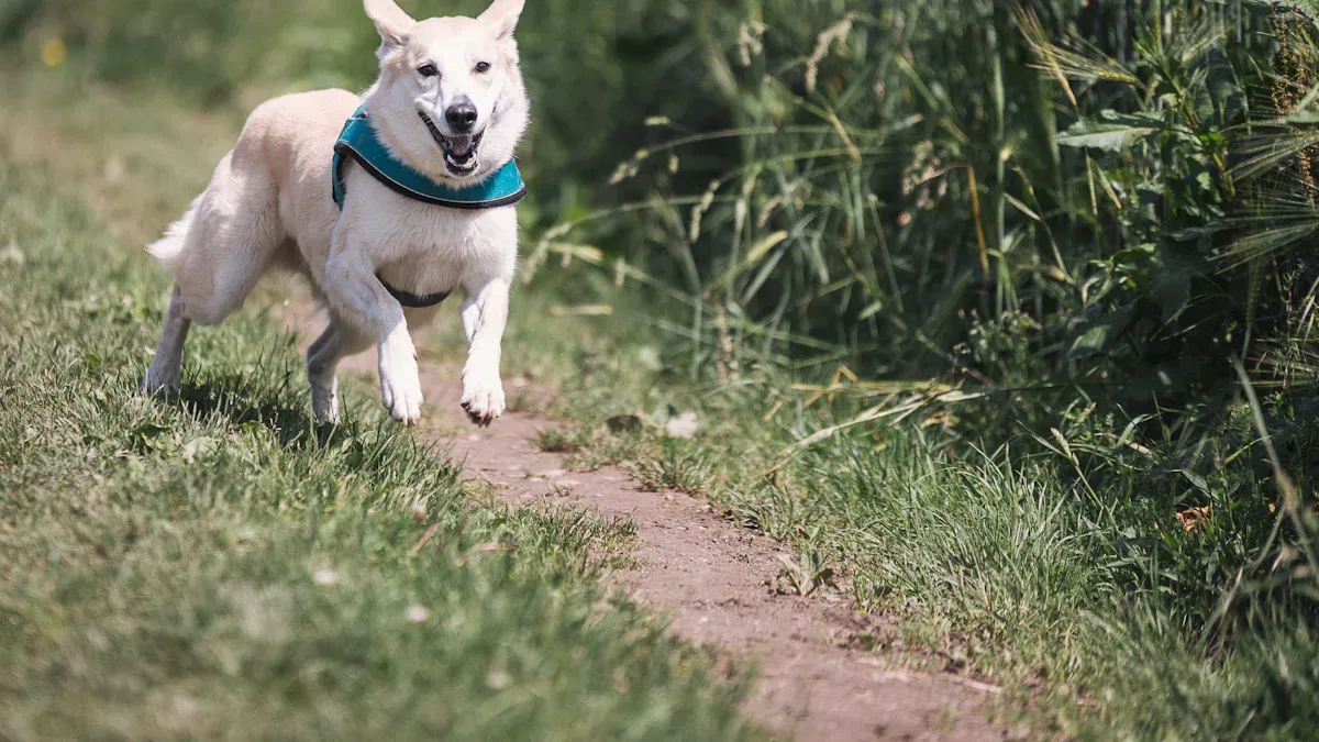 Choosing the Best Reflective Dog Vest