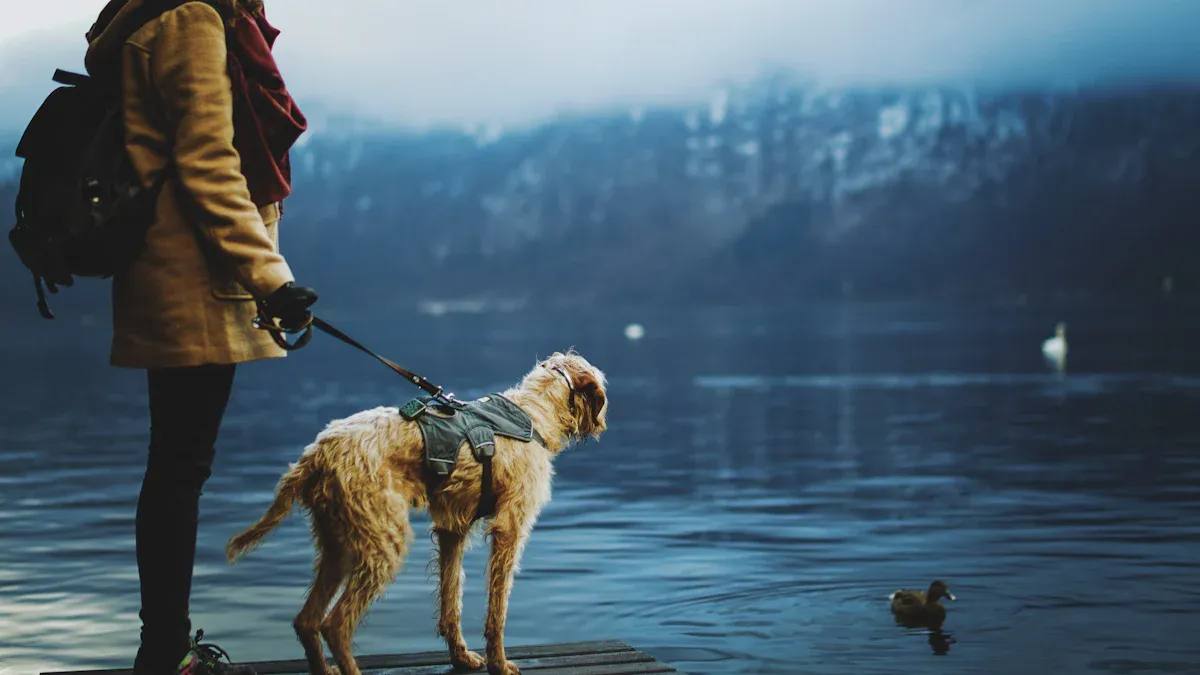 Fitting and Acclimating Your Dog